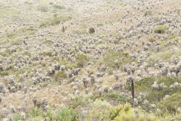 コロンビアのチンガザ国立自然公園。ムーアの風景:パラモの典型的な植生, frailejonesを含む, eseletiaとpuya goudotiana - 写真・画像