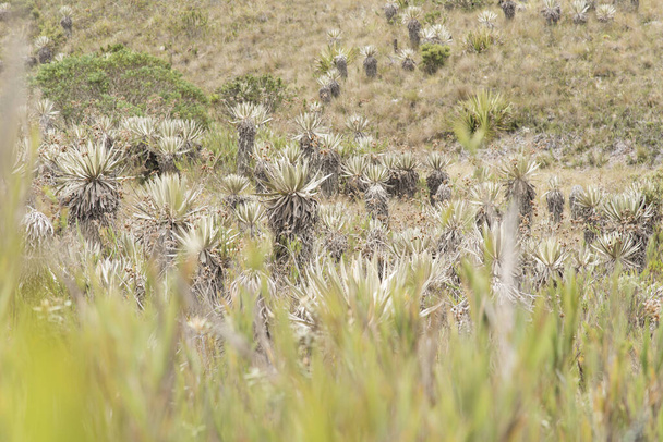 Chingaza National Natural Park, Colombia. Moor landscape: vegetation typical of the paramo, including frailejones, espeletia grandiflora - Photo, Image