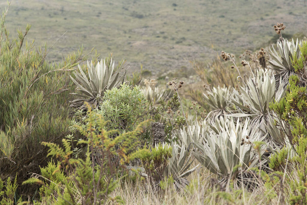 コロンビアのチンガザ国立自然公園。曇りの風景:パラモの典型的な植生, frailejonesを含む, eseletia grandiflora.com. - 写真・画像