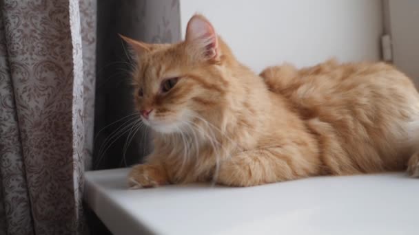 Симпатичная рыжая кошка лежит на подоконнике. Пушистый питомец сидит дома в карантине, не выходя на улицу. Медленное движение
. - Кадры, видео