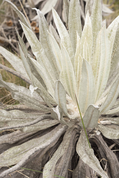 Chingaza National Natural Park, Colombia. Native vegetation, paramo ecosystem: detail of the leaves of a frailejon, espeletia; they are succulent and hairy and have the ability to retain water - Photo, Image