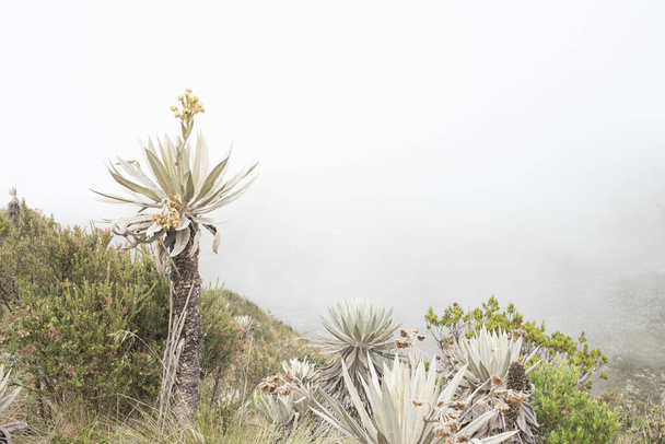 Chingaza Nemzeti Park, Kolumbia. Őshonos növényzet, paramo ökoszisztéma: törékeny, espeletia grandiflora - Fotó, kép