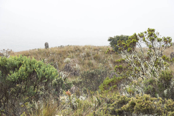 Chingazan luonnonpuisto, Kolumbia. Sumuinen maisema, nummi sateessa, paramolle tyypillinen kasvillisuus, mukaan lukien frailejones, espeletia grandiflora
. - Valokuva, kuva