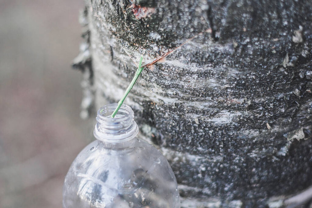 Spring harvest of birch juice in a plastic bottle. - Fotoğraf, Görsel