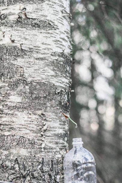 Spring harvest of birch juice in a plastic bottle. - Фото, изображение
