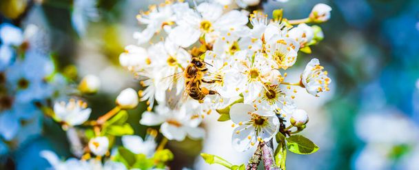 Zbliżenie-do góry fotografia Miodowa Pszczoła zbierająca nektar i posypująca pyłek na białych kwiatach białego wiśniowego drzewa. Ważne dla zrównoważonego rozwoju ekologicznego środowiska. Przestrzeń kopiowania - Zdjęcie, obraz