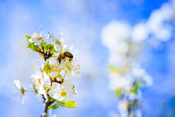Bal arısının nektar topladığı ve beyaz kiraz ağacının beyaz çiçeklerine polen yaydığı yakın plan fotoğraf. Çevre ekolojisi sürdürülebilirliği için önemli. Boşluğu kopyala - Fotoğraf, Görsel
