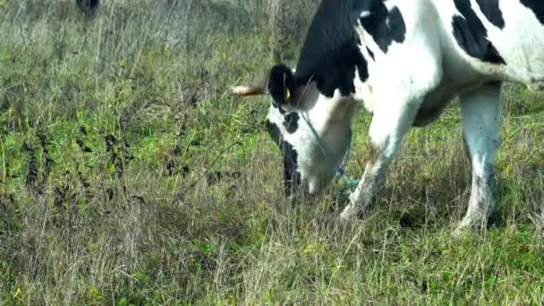Schwarz-weiße Kuh frisst Gras auf freier Weide - Filmmaterial, Video