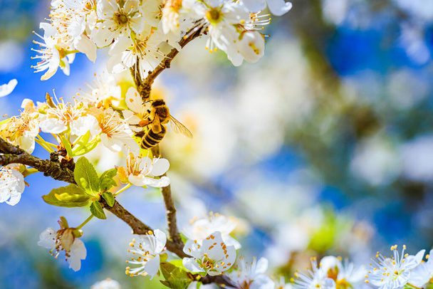 Közelkép egy mézelő méhről, amint nektárt gyűjt és virágport terjeszt fehér cseresznyefa virágain. Fontos a környezet ökológiai fenntarthatósága szempontjából. Fénymásolási hely - Fotó, kép