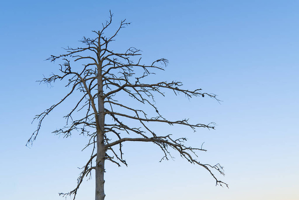 Die Silhouette eines Baumes, der auf einem Sumpf getrocknet ist. Trockener Baum vor blauem Himmel - Foto, Bild