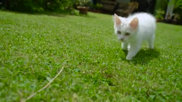 Şirin tüylü kedi yavrusu bir dal parçasının peşinden koşarak bahçede oynuyor.. - Video, Çekim