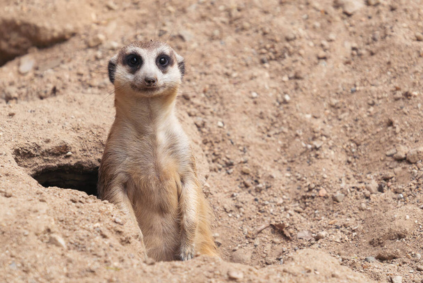 schattig meerkat (Suricata suricatta) staande bij grot ingang - Foto, afbeelding
