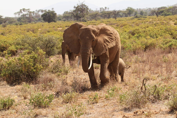 Elephant Family Walking on Dry Grass - Photo, Image