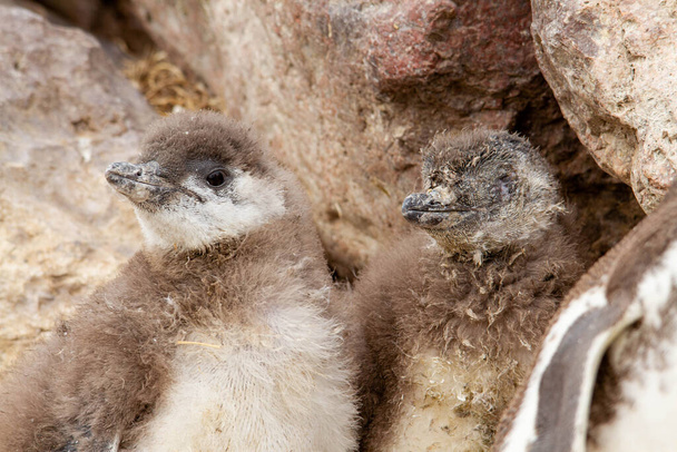 dois irmãos pinguins em um ninho um doente
 - Foto, Imagem