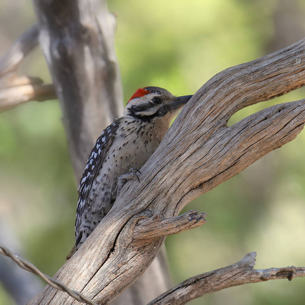 Woodpecker (самець) (dryobates scalaris) - Фото, зображення