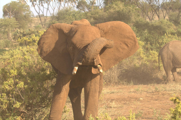 Elephant with its Trunk Up - Photo, Image