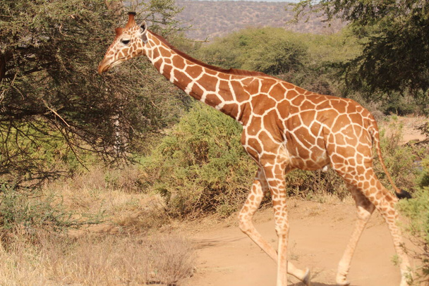 Giraffe Walking in a Forest - Photo, Image