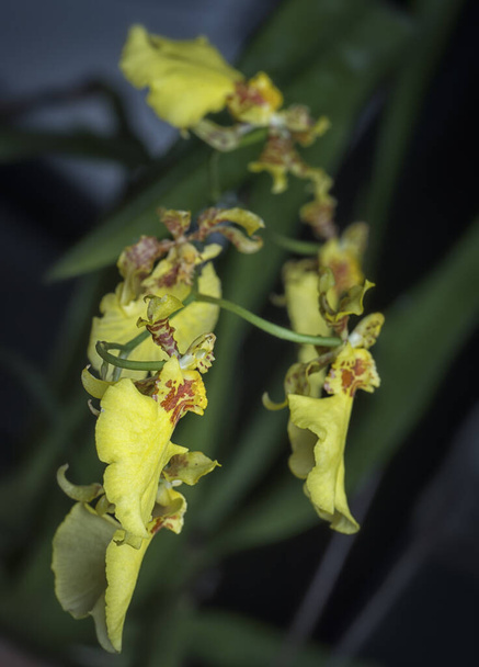 close shot of Oncidium sphacelatum orchid - Photo, Image
