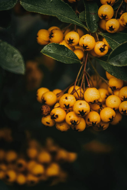 Frutas de piracanta amarelas e laranja maduras em gotas de orvalho e teias de aranha. Fundo de outono para cartões de Halloween
 - Foto, Imagem