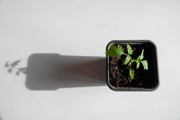 Mladé rajčatové rostliny rostoucí z půdy - Fotografie, Obrázek