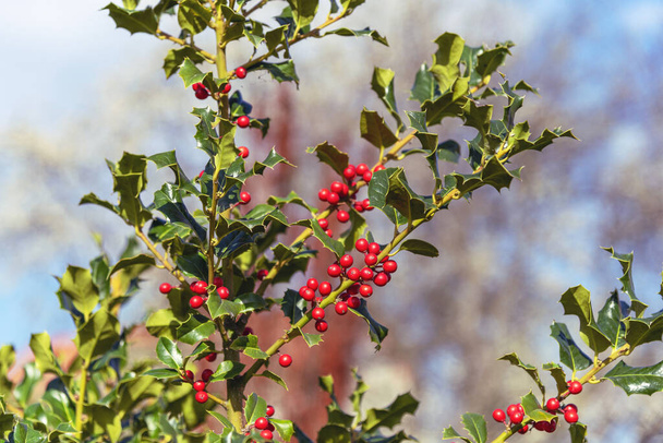 Red holly berries, Ilex Aquifolium on a priclky bush, shallow depth of field - Photo, Image