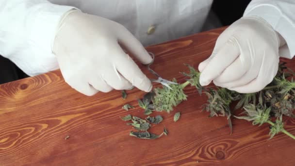 Trimmer corta cogollos de cannabis pegajosos, recortando marihuana medicinal con tijeras de manicura
 - Metraje, vídeo