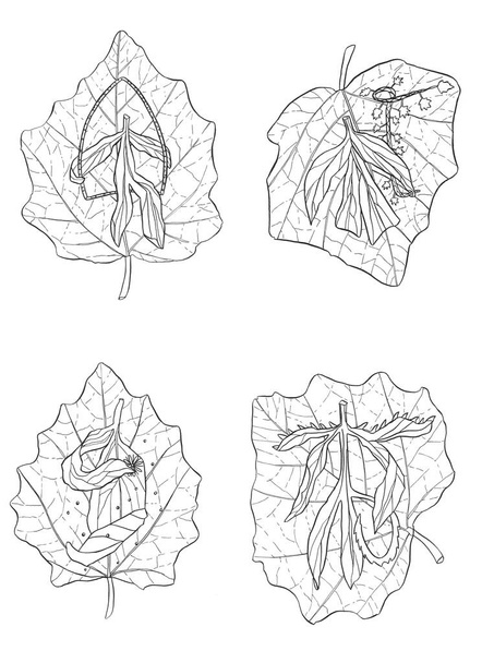 Decorative cartoon Monochrome live leaf Ink hand drawing illustration with a tree branch set - Photo, Image