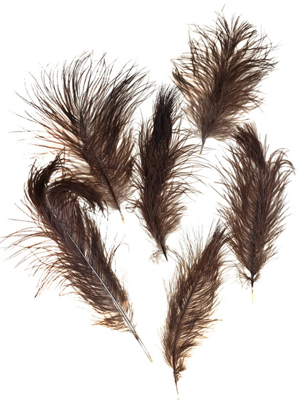 bird feathers - Foto, Imagem