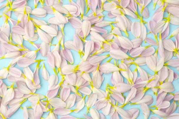 Pink petals on a colored background. Floral spring background. - Photo, Image