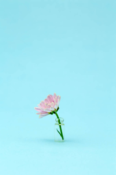 Pink flower on a colored minimal background. Floral background creative. Copy space. - Foto, Imagen