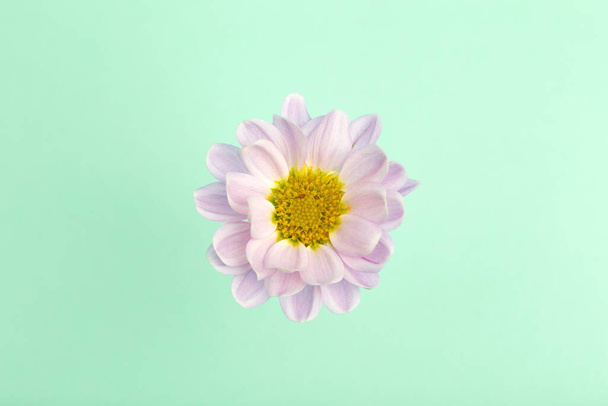 Pink flower on a colored minimal background. Floral background creative. Copy space. - Фото, зображення