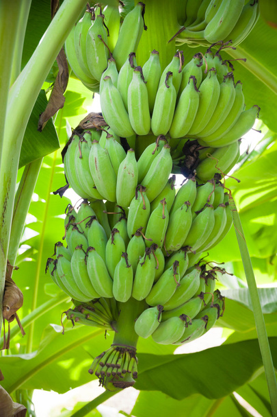 Ein Bündel Bananen auf einem Baum - Foto, Bild