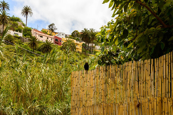 Chova Piquirroja, Grajo o Catana appollaiato su una recinzione nella valle di La Hermigua sulla Gomera. 15 aprile 2019. La Gomera, Santa Cruz de Tenerife Spagna Africa. Turismo Fotografia Natura
. - Foto, immagini