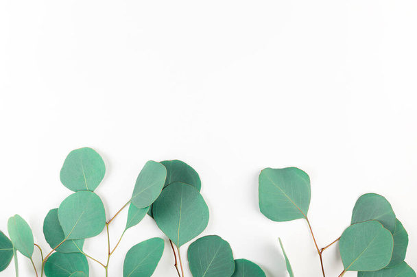Draufsicht auf grüne Eukalyptusblätter auf weißem Hintergrund. Rahmen aus immergrünen Zweigen auf hellem Hintergrund mit leerem Kopierraum. Flache Lage von Gummibaum-Ästen. - Foto, Bild