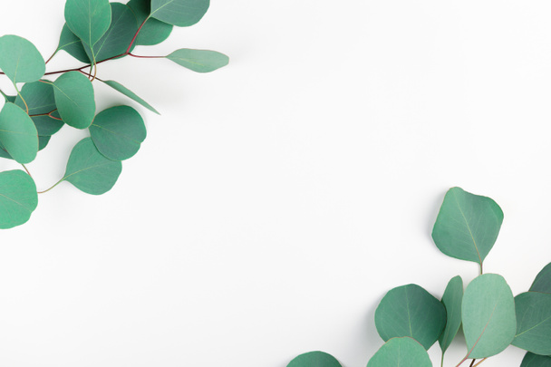 Top view of frame with green eucalyptus leaves isolated on white backdrop. Evergreen tree twigs in corners on light backdrop. Flat lay of gum-tree branches with copy space for creative design. - Foto, Bild