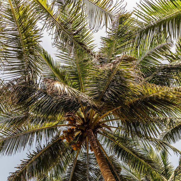 King coconut (Cocos nucifera) fruits Yellow bunches palm coco native to Sri Lanka - Zdjęcie, obraz