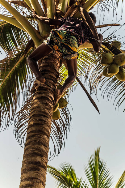 Férfi mászás Cocos szedő mászik ág betakarító betakarítás kókusz pálmafa törzs. Srí Lanka-i királykókuszültetvény. - Fotó, kép