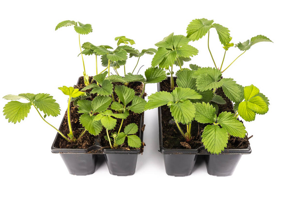 young strawberry plants in pots on white background in studio - Valokuva, kuva