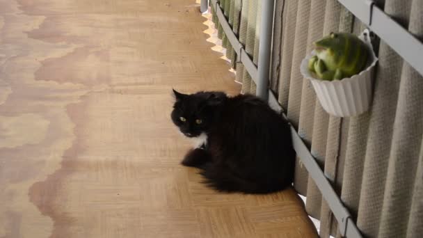 czarny kot balkon - Materiał filmowy, wideo