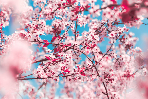 Wiosenne tło w postaci kwitnących gałęzi drzew z różowymi kwiatami na tle błękitnego nieba. Wiosenne kwiaty. Piękna scena przyrodnicza z kwitnącym drzewem i słońcem. Wielkanoc słoneczny dzień. Wiosną - Zdjęcie, obraz