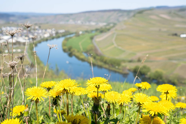 Vista panorámica del paisaje del Mosela y del pueblo vinícola, Alemania
 - Foto, Imagen