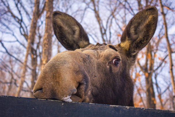 The big moose looks with an inquiring glance from behind the fence. In the background there are bare branches of trees, blue sky. Park, early evening, March. - Photo, Image