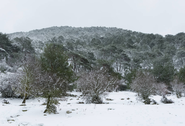 foto della foresta invernale e innevata - Foto, immagini