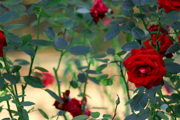 Kaunis ruusu kukka kukkii puutarhassa
 - Valokuva, kuva