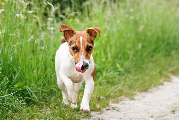 Pequeño Jack Russell terrier caminando hacia la cámara en el polvo camino del campo, lamiendo la nariz con su lengua, fondo de hierba verde
 - Foto, Imagen