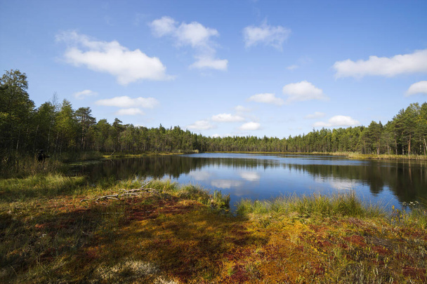 A beautiful small forest lake with clear blue water in the forest, a Lava spring lake. - Fotoğraf, Görsel