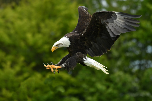 American bald eagle fly - Фото, изображение