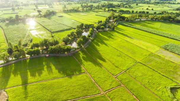 Вид с воздуха на рисовые поля - Фото, изображение