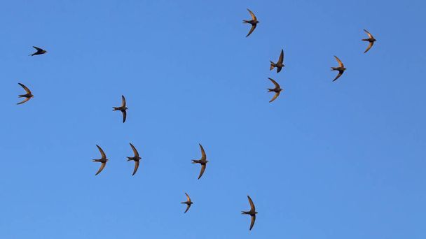 Стая летающих черных стрижек. Common Swift (Apus apus)
). - Фото, изображение