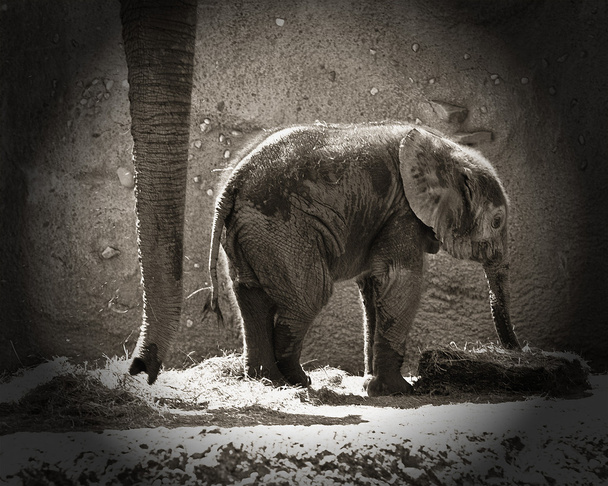 Слон-мать и слон
 - Фото, изображение